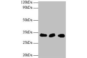 Western blot All lanes: HUS1 antibody at 2 μg/mL Lane 1: Hela whole cell lysate Lane 2: 293T whole cell lysate Lane 2: A431 whole cell lysate Secondary Goat polyclonal to rabbit IgG at 1/10000 dilution Predicted band size: 32, 30 kDa Observed band size: 32 kDa (HUS1 抗体  (AA 2-280))