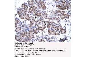 Human Pancreas (MYF6 抗体  (N-Term))