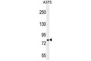 CB086 Antibody (C-term) western blot analysis in A375 cell line lysates (35µg/lane). (WDPCP 抗体  (C-Term))