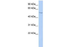 WB Suggested Anti-SUFU Antibody Titration:  0. (SUFUH 抗体  (N-Term))
