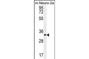 Western blot analysis in mouse Neuro-2a cell line lysates (35ug/lane). (ZC3H8 抗体  (N-Term))