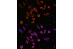 Immunofluorescence analysis of L929 cells using COL4BP antibody (ABIN7266461) at dilution of 1:100. (COL4A3BP 抗体  (AA 369-598))