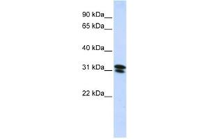 WB Suggested Anti-RNF182 Antibody Titration:  0. (RNF182 抗体  (N-Term))