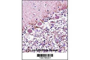 RARA Antibody immunohistochemistry analysis in formalin fixed and paraffin embedded human cerebellum tissue followed by peroxidase conjugation of the secondary antibody and DAB staining.