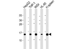 Western Blot at 1:2000 dilution Lane 1: HepG2 whole cell lysate Lane 2: THP-1 whole cell lysate Lane 3: WiDr whole cell lysate Lane 4: HL-60 whole cell lysate Lane 5: Human spleen lysate Lysates/proteins at 20 ug per lane.