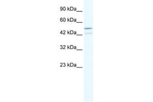 Western Blotting (WB) image for anti-TAF5-Like RNA Polymerase II, P300/CBP-Associated Factor (PCAF)-Associated Factor, 65kDa (TAF5L) antibody (ABIN2460505) (TAF5L 抗体)