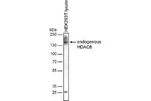 Western blotting analysis of human HDAC6 by mouse monoclonal antibody 236 in HEK-293T cell line under reducing conditions. (HDAC6 抗体)
