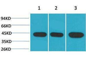 Western Blotting (WB) image for anti-alpha-SMA antibody (ABIN3181514)