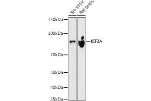 Western blot analysis of extracts of various cell lines, using KIF3A antibody (ABIN7268132) at 1:500 dilution. (KIF3A 抗体)