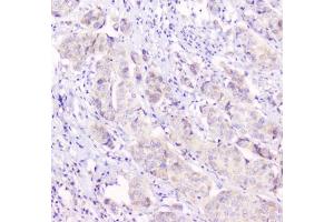 Immunohistochemistry (IHC) image for anti-Gap Junction Protein, alpha 1, 43kDa (GJA1) (AA 351-367) antibody (ABIN3031019)