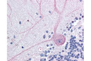 Anti-BAG4 / SODD antibody IHC of human brain, cerebellum. (BAG4 抗体  (N-Term))