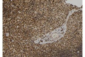 ABIN6279877 at 1/100 staining Mouse spleen tissue by IHC-P. (ELOF1 抗体  (Internal Region))