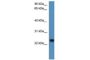 Capsl antibody used at 0. (CAPSL 抗体  (C-Term))