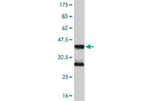 Western Blot detection against Immunogen (36. (MEF2D 抗体  (AA 256-351))