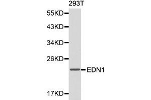 Western blot analysis of 293T cell lysate using EDN1 antibody. (Endothelin 1 抗体  (AA 18-212))