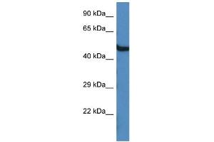 WB Suggested Anti-Oasl1 Antibody   Titration: 1. (OASL 抗体  (C-Term))