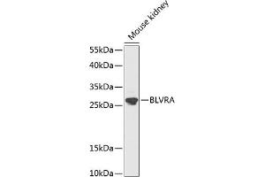 Western blot analysis of extracts of mouse kidney, using BLVRA antibody (ABIN1678871, ABIN3018072, ABIN3018073 and ABIN6220352) at 1:1000 dilution. (Biliverdin Reductase 抗体  (AA 1-296))