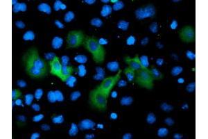 Anti-GPHN mouse monoclonal antibody (ABIN2454096) immunofluorescent staining of COS7 cells transiently transfected by pCMV6-ENTRY GPHN (RC205986). (Gephyrin 抗体)