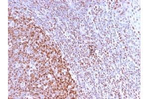 Formalin-fixed, paraffin-embedded human Tonsil stained with Pan-Nuclear Antigen Monoclonal Antibody (NM2984R). (Recombinant Nuclear Antigen (Pan-Nuclear Marker) 抗体)