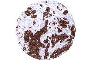 anti-Claudin 3 (CLDN3) (Intracellular) antibody