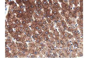 Image no. 7 for anti-Aldehyde Dehydrogenase 1 Family, Member L1 (ALDH1L1) antibody (ABIN1496585)