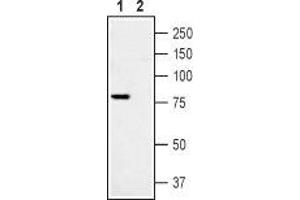 Western Blotting (WB) image for anti-Transient Receptor Potential Cation Channel, Subfamily V, Member 1 (TRPV1) (AA 824-838), (Intracellular) antibody (ABIN7043840)