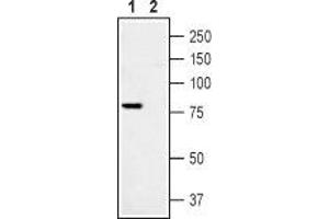 Western blot analysis of Rat DRG lysate: - 1. (TRPV1 抗体  (C-Term, Intracellular))