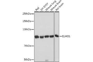Western blot analysis of extracts of various cell lines, using ELMO1 Rabbit mAb (ABIN7266951) at 1:1000 dilution. (ELMO1 抗体)