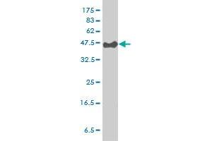 PSCD3 monoclonal antibody (M01), clone 6D3-1A9 Western Blot analysis of PSCD3 expression in Hela S3 NE . (Cytohesin 3 抗体  (AA 1-180))