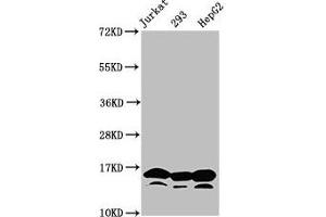 Western Blot Positive WB detected in: Jurkat whole cell lysate, 293 whole cell lysate, HepG2 whole cell lysate (treated by 30 mM sodium butyrate for 4h) All lanes: HIST1H3A antibody at 0.
