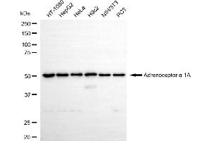 Western blotting analysis using adrenoceptor alpha 1A antibody (ABIN7797539). (Recombinant alpha 1 Adrenergic Receptor 抗体)