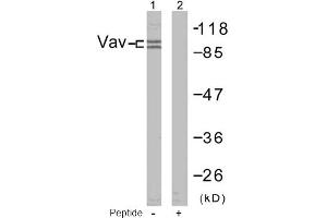 Image no. 1 for anti-Vav 1 Oncogene (VAV1) (Tyr174) antibody (ABIN197375) (VAV1 抗体  (Tyr174))