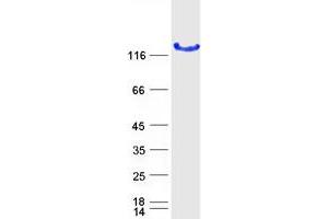 Western Blotting (WB) image for Leucine Rich Repeat Containing 50 (LRRC50) protein (Myc-DYKDDDDK Tag) (ABIN2724929)