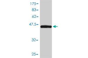 Western Blot detection against Immunogen (49. (KIRREL2 抗体  (AA 1-219))