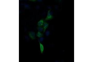 Image no. 2 for anti-Fibronectin Type III Domain Containing 4 (FNDC4) antibody (ABIN1498288) (FNDC4 抗体)