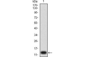 Western blot analysis using P2RY1 mAb against human P2RY1 (AA: extra mix) recombinant protein. (P2RY1 抗体)