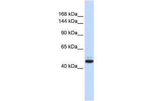 WB Suggested Anti-GREB1 Antibody Titration:  0. (GREB1 抗体  (N-Term))