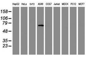 Image no. 2 for anti-Tripartite Motif Containing 9 (TRIM9) (AA 284-669) antibody (ABIN1491330) (TRIM9 抗体  (AA 284-669))