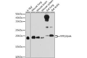 Western blot analysis of extracts of various cell lines, using PPP1R14A Rabbit pAb (ABIN6129448, ABIN6146065, ABIN6146066 and ABIN6214316) at 1:1000 dilution. (CPI-17 抗体  (AA 1-147))