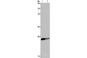 Western Blotting (WB) image for anti-Glutathione S-Transferase pi 1 (GSTP1) antibody (ABIN2423572) (GSTP1 抗体)