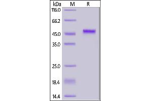 Human PVRIG, Fc Tag on  under reducing (R) condition. (PVRIG Protein (AA 41-171) (Fc Tag))
