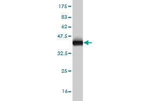 Western Blot detection against Immunogen (36. (ECH1 抗体  (AA 21-120))
