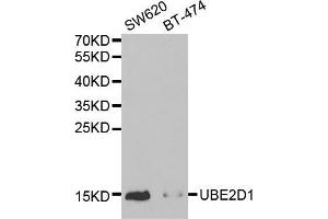 Western blot analysis of extracts of various cell lines, using UBE2D1 antibody (ABIN5971011) at 1/1000 dilution. (UBE2D1 抗体)