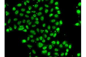 Immunofluorescence analysis of U2OS cells using ZNF148 antibody (ABIN5974210). (ZNF148 抗体)