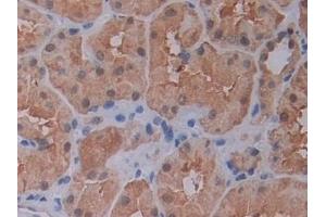 Detection of PEBP1 in Human Kidney Tissue using Polyclonal Antibody to Phosphatidylethanolamine Binding Protein 1 (PEBP1) (PEBP1 抗体  (AA 2-187))