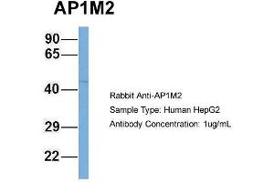 Human HepG2; Host:Rabbit. (AP1m2 抗体  (N-Term))