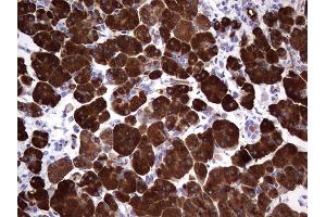Immunohistochemistry (IHC) image for anti-Amylase, alpha 2A (Pancreatic) (AMY2A) (AA 135-408) antibody (ABIN2715974) (AMY2A 抗体  (AA 135-408))