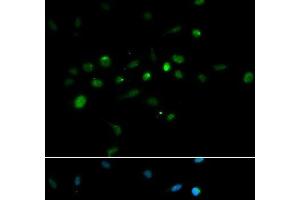 Immunofluorescence analysis of A549 cells using TRIM63 Polyclonal Antibody (TRIM63 抗体)