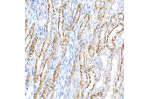 Immunohistochemistry of paraffin-embedded rat kidney using ACADS / SCAD Rabbit mAb (ABIN7265419) at dilution of 1:50 (40x lens). (ACADS 抗体)