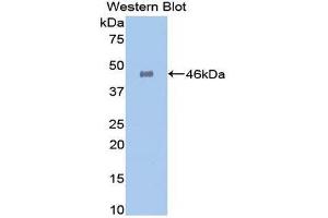 Western Blotting (WB) image for anti-Galactosidase, alpha (GLA) (AA 81-429) antibody (ABIN3201346) (GLA 抗体  (AA 81-429))